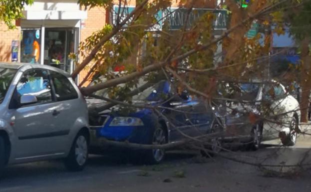 Una racha de viento derriba un árbol de gran porte en General López Domínguez