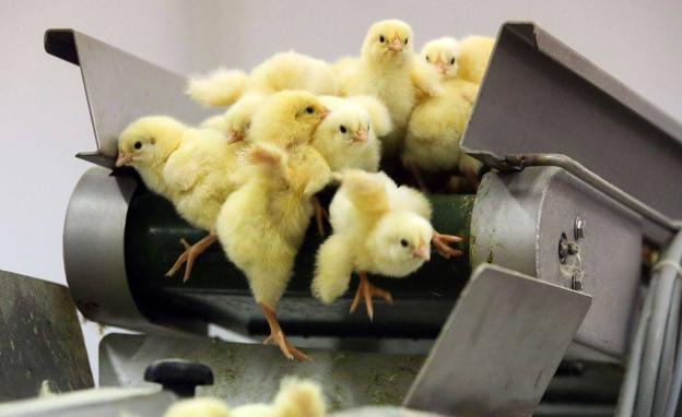 Suiza prohíbe el triturado de polluelos vivos