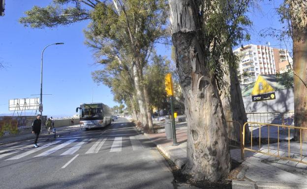 El Ayuntamiento de Málaga tala un eucalipto en mal estado frente a los Baños del Carmen