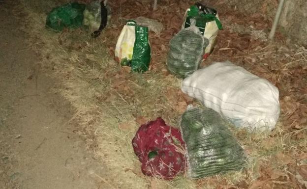 Dos detenidos tras ser sorprendidos robando aguacates en una finca de El Morche