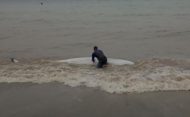 Rescatan a una ballena enana varada en una playa de Torre de Benagalbón