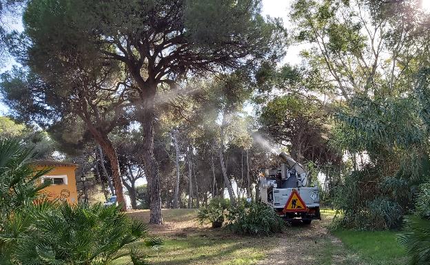 El Ayuntamiento cierra esta semana Nagüeles y Los Tres Jardines para combatir la procesionaria