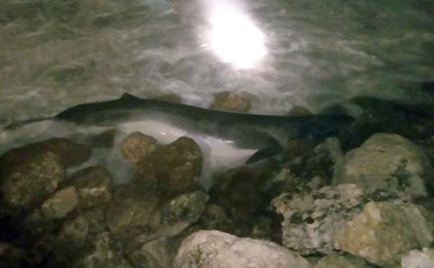 Hallan una cría de ballena de unos cinco metros en los Baños del Carmen