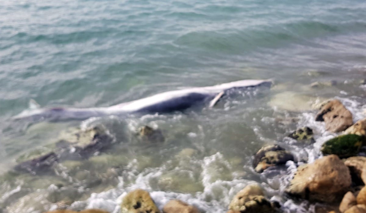 Rescatan el cadáver de la cría de ballena avistada en El Palo este fin de semana