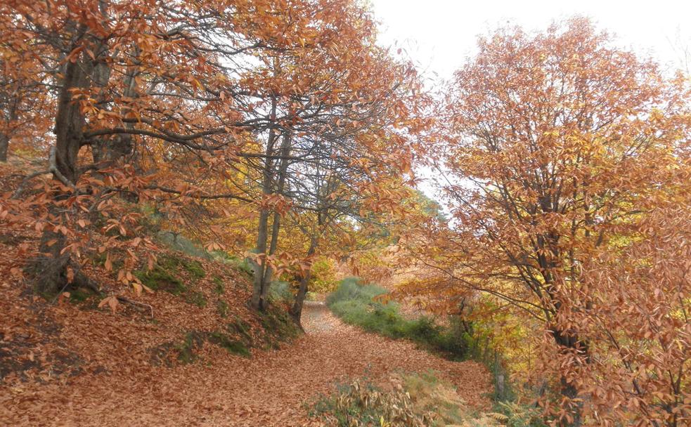 8 rutas de senderismo que puedes hacer en el Bosque de Cobre de Málaga