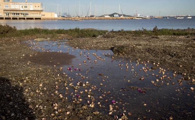 Denuncian la aparición de centenares de berberechos muertos en el mar Menor