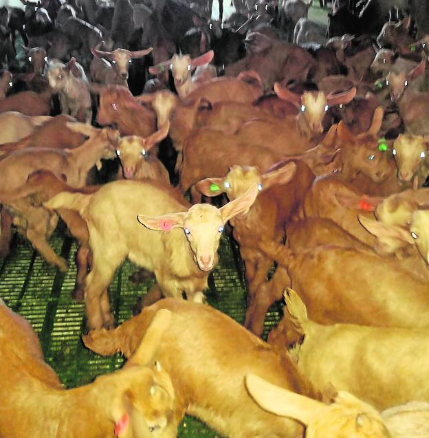 Comienza la temporada del chivo lechal malagueño