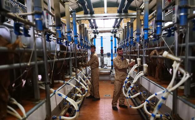 El caprino de Málaga finaliza 2019 con precios por encima de los costes de explotación