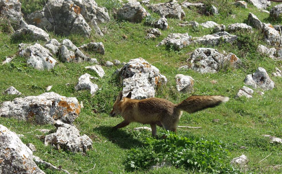 Siete animales que puedes ver con facilidad en los espacios protegidos de Málaga