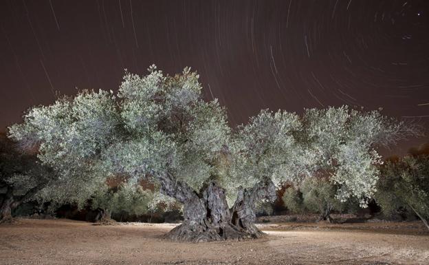 Así es 'El olivo de Sinfo', el mejor de todo el Mediterráneo