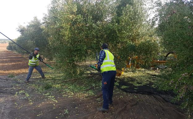 El campo malagueño insta a tomar medidas urgentes que garanticen la viabilidad y futuro de su actividad