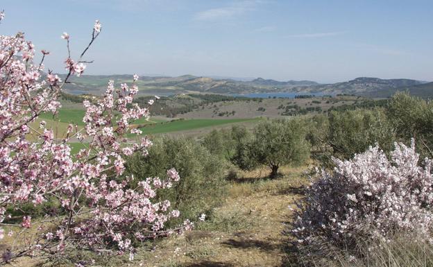 Ocho pueblos de Málaga que hay que visitar para ver los almendros en flor