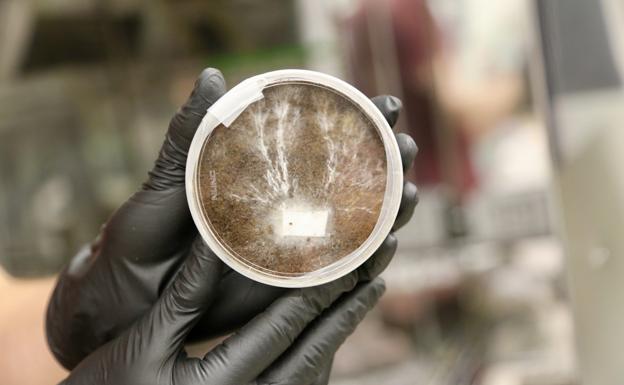 Hongos regeneradores, la clave de la NASA para construir casas en Marte