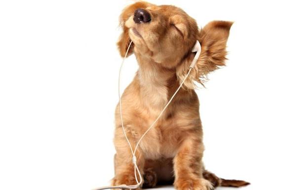 Spotify para mascotas: ya pueden tener su música favorita en una playlist