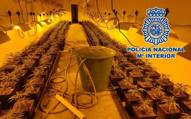 Desmantelado un laboratorio de marihuana en un polígono industrial de San Luis