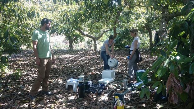 El Ifapa de Málaga estudia el cultivo de aguacate en condiciones de sequía