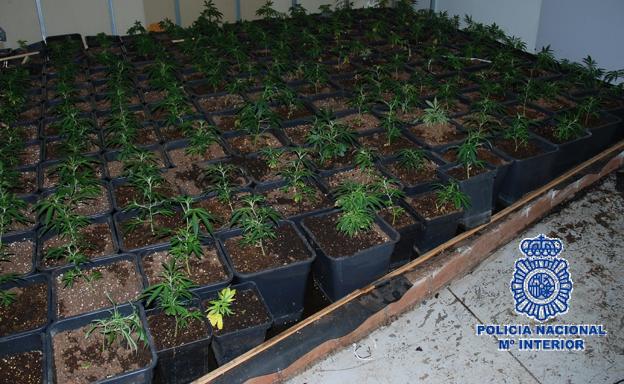 Nueve detenidos y una plantación de marihuana desmantelada en una vivienda de Antequera