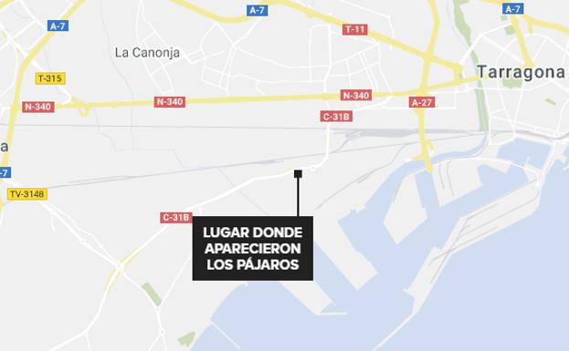 La electrocución, principal hipótesis de la muerte de un centenar de estorninos en Tarragona