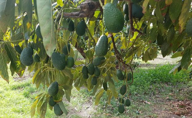 «Los aguacates no pueden vivir con el nuevo recorte de agua, se secarán»