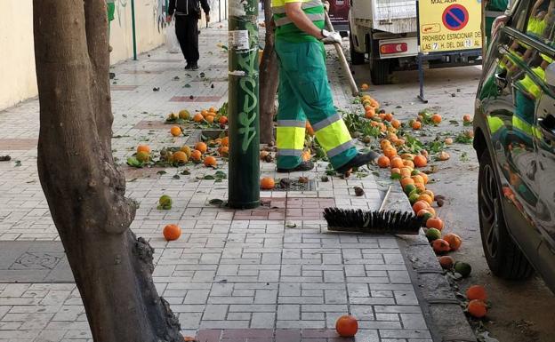 ¿Qué se hace con las naranjas que se recogen en las calles de Málaga?