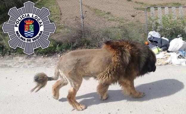 Un perro rapado para parecer un león genera alarma entre los vecinos