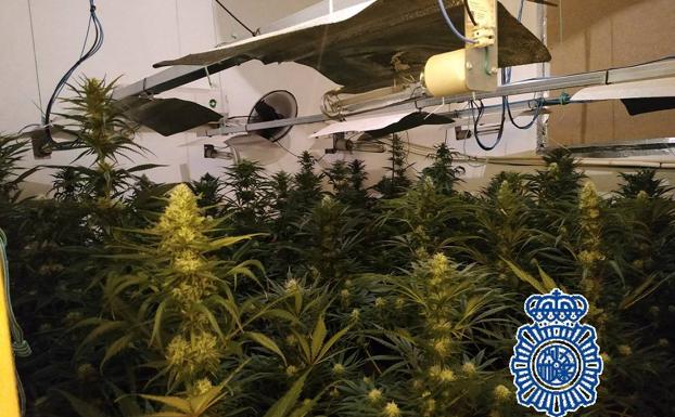 La Policía Nacional se incauta de 475 plantas de marihuana en cinco viviendas del Monte Pavero