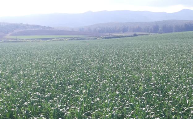 Asaja Málaga valora positivamente las lluvias, que llegan a tiempo de salvar los cultivos en floración