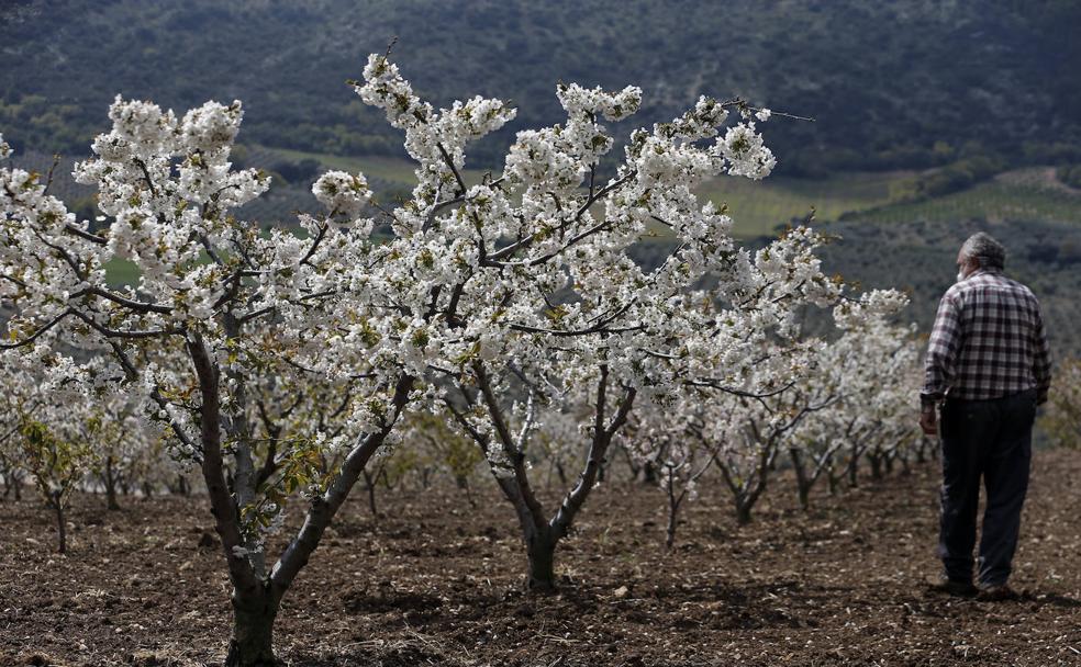 La floración del cerezo de Alfarnate no sabe de virus