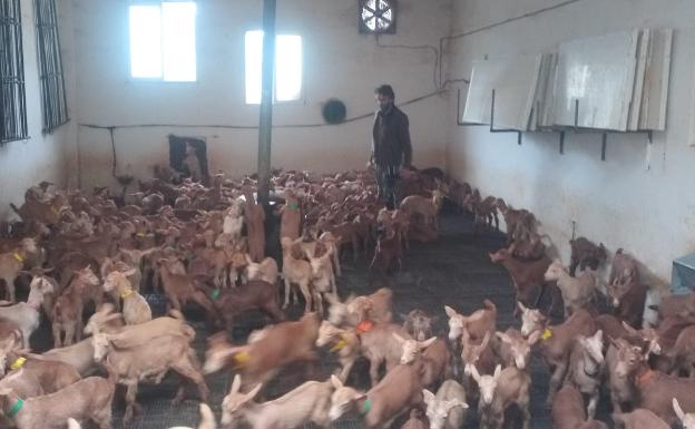 Malos tiempos para el sector caprino malagueño