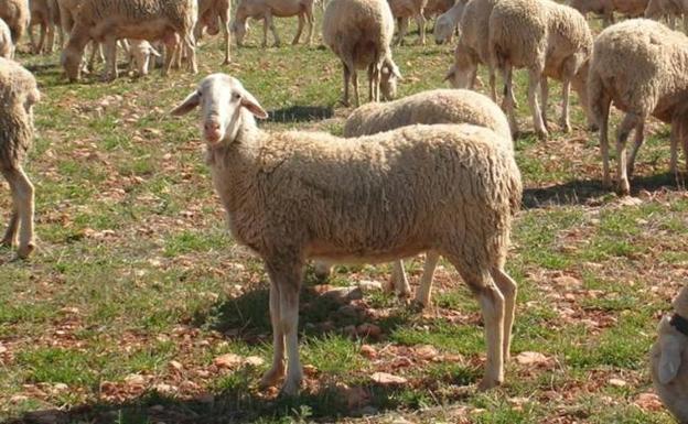 El coronavirus pone en riesgo la campaña de esquileo de las ovejas