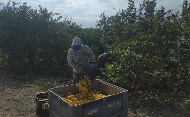Las luces y sombras del 'agro' malagueño en el estado de alarma
