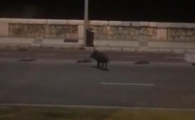 La fauna se abre paso en la Málaga confinada
