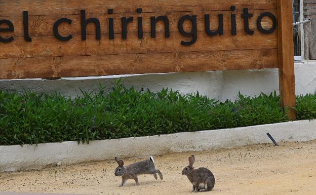 Asociaciones agrarias y ganaderos piden que se permita cazar para paliar los daños en los cultivos