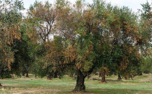 La Junta dice que los análisis confirman la erradicación de 'Xylella fastidiosa' en Andalucía