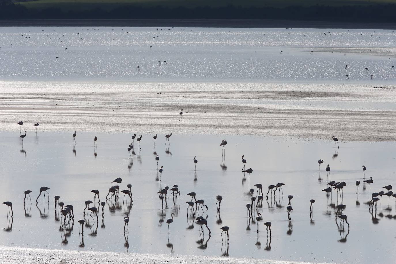 El colorido de los flamencos en Fuente de Piedra