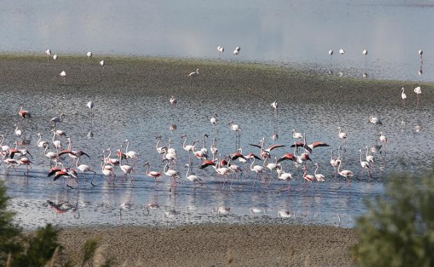 Flamencos: Un sueño rosa desafía a la pandemia