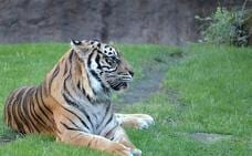 Fallece por causas naturales Asmara, la tigresa de Bioparc que ya era la de mayor edad de toda Europa