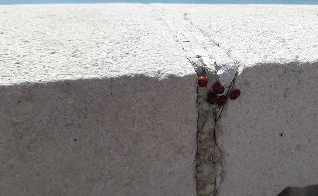 Las mariquitas vuelven a tomar terrazas y balcones en el litoral de Málaga