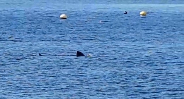 Un gran tiburón de casi cuatro metros se acerca a la orilla de la playa de Calahonda, en Granada