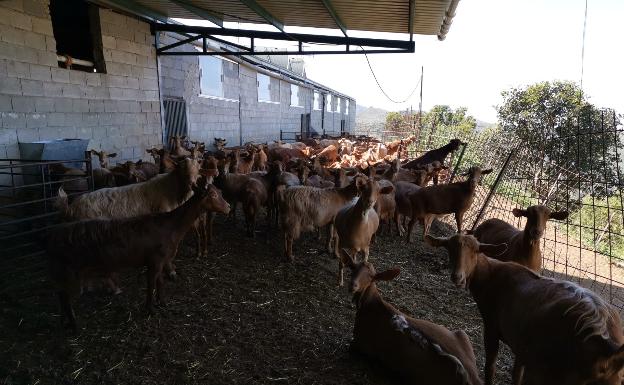 Asaja Málaga considera una «afrenta» al caprino las ayudas al sector por la crisis del Covid-19