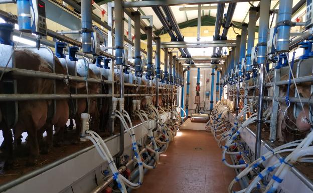 Preocupación en el sector caprino por los bajos precios de la leche