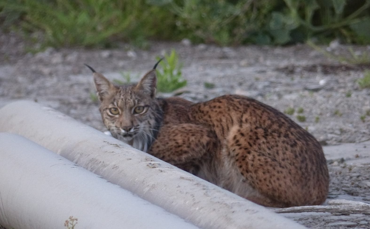 Una lince aprovecha el confinamiento para refugiarse en una fábrica de cemento rodeada de conejos