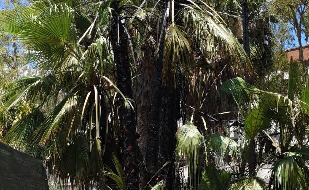 Arden varias palmeras detrás del restaurante de los Baños del Carmen