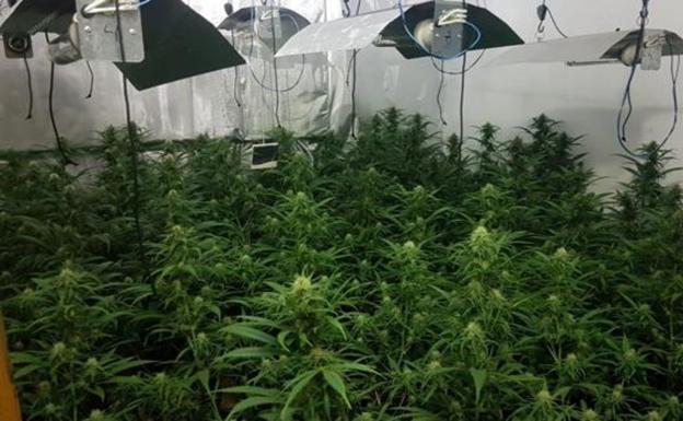 Intervienen cinco invernaderos con 18.000 plantas en el mayor golpe al tráfico de marihuana en la provincia