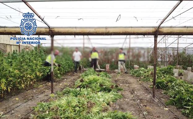 Los cinco invernaderos de marihuana intervenidos en la Axarquía serían capaces de generar 43 millones al año