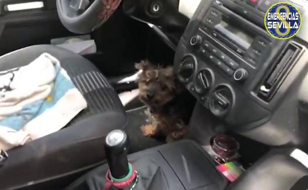 Deja encerrado cuatro horas a su perro en el coche a pleno sol y con 40 grados en Sevilla