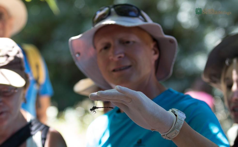 Las libélulas, el remedio más natural contra los mosquitos