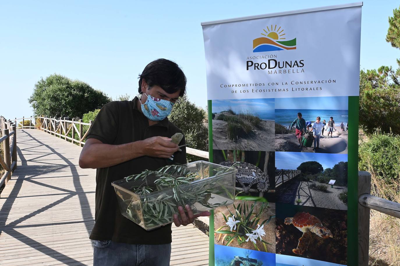 Sueltan dos parejas de camaleones en las Dunas de Artola de Marbella