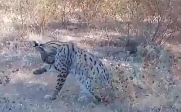 Graban un ejemplar de lince ibérico en la Serranía de Ronda