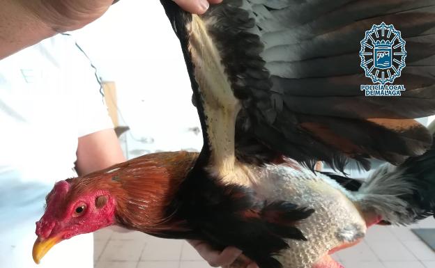 Investigan a un hombre como presunto propietario de un criadero ilegal de gallos de pelea en una casa 'ocupa' de Churriana